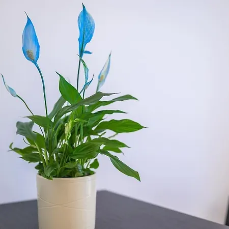 St Laurent - Citta Studi * Милан